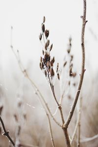 Close-up of dried plant on field