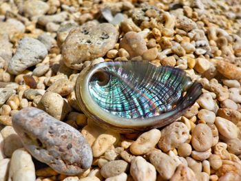 Close-up of venus ear on stones at shore