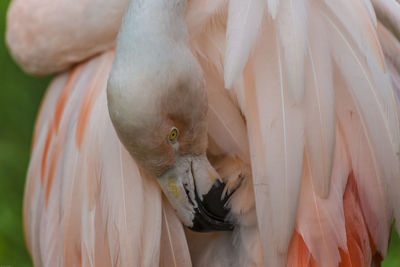 Close-up of a flamingo