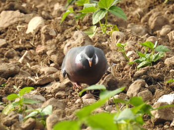 Close-up of duck on plants