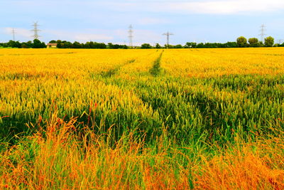 Scenic view of agricultural field