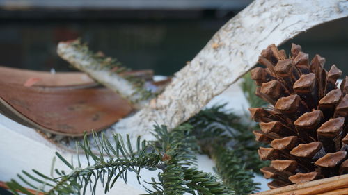 Close-up of tree in winter