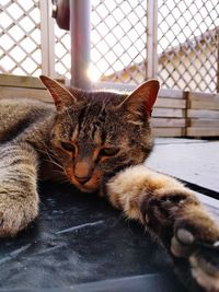 Close-up of cat relaxing on table