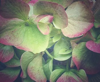 Close-up of pink leaves on plant