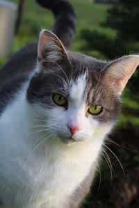 Close-up portrait of cat