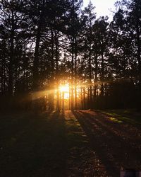 Silhouette trees on field against sky at sunset