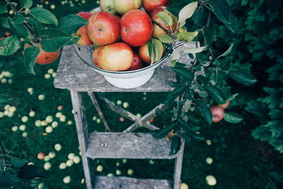 High angle view of apples in container on ladder at orchard