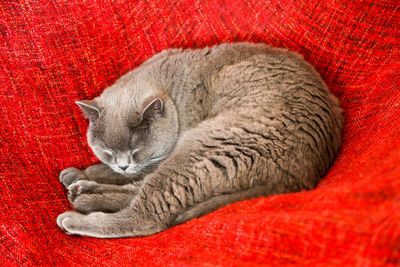 British shorthair cat lying on red blanket