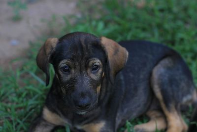 Close-up portrait of black puppy on field