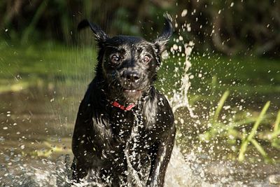 Portrait of wet dog running in water