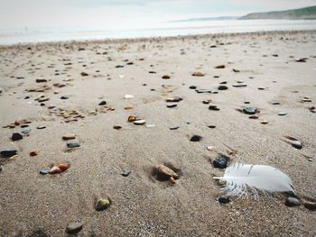 Surface level of shells on beach