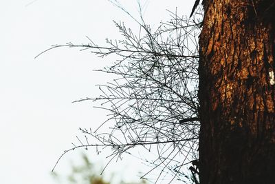 Low angle view of bare tree against sky