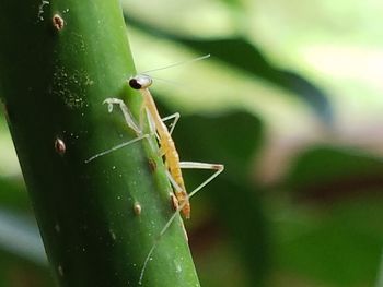 Close-up of insect on plant