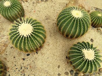 High angle view of prickly pear cactus