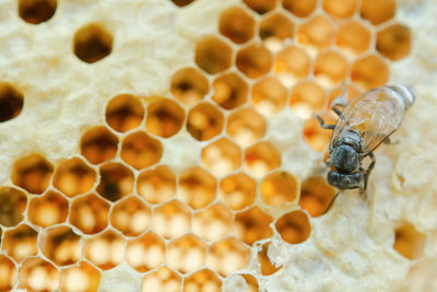 Close-up of bee on leaf