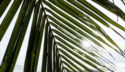 Low angle view of palm tree against sky