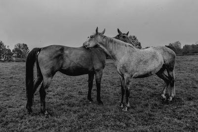 Horses standing in a field