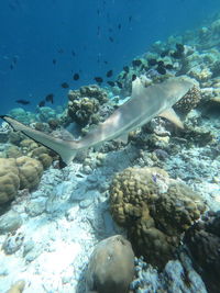 Fish swimming in sea