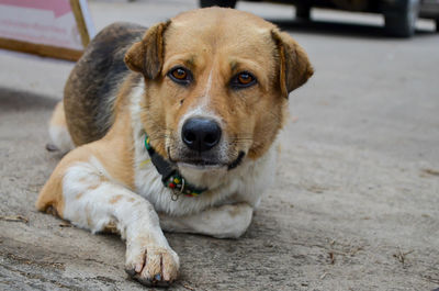 Close-up portrait of dog relaxing outdoors