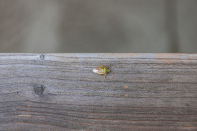 Close-up of insect on wood