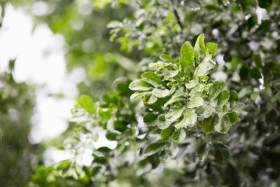 Close-up of green plant