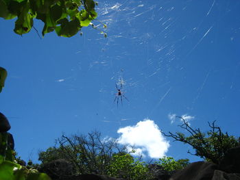 Spider on web against blue sky