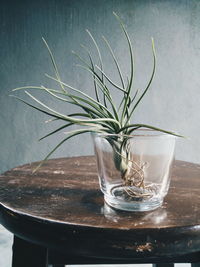 Close-up of plant in vase on table