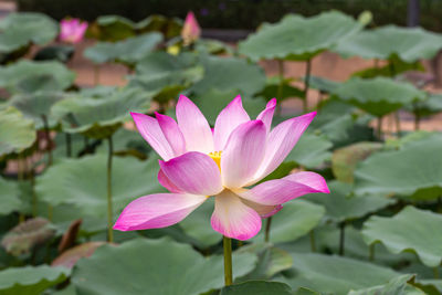 Close-up of pink water lily in pond