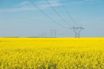 View of yellow flowers in filed with electricity pylons