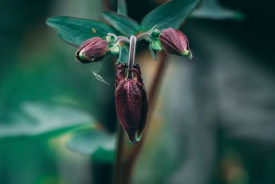 Close-up of purple flowering plant