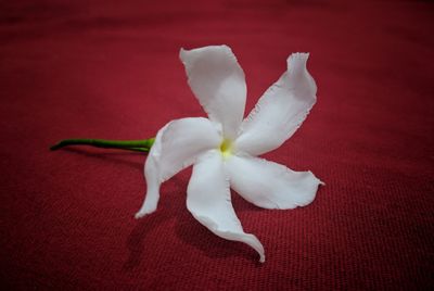 Close-up of white flower on table