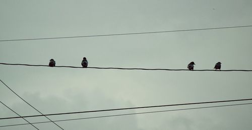 Low angle view of birds perching on power line