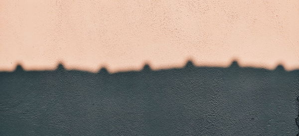 Close-up of bird against wall