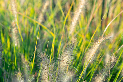 Close-up of wheat growing on field