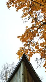 Low angle view of tree against sky