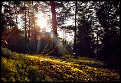 Sun shining through trees in forest