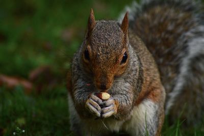 Close-up of squirrel