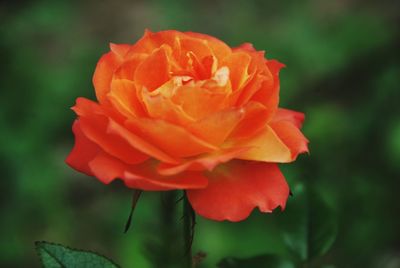 Close-up of flower blooming outdoors