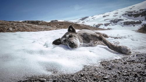 Dog standing on snow covered landscape