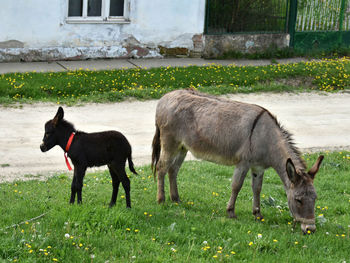 Horses standing in a field