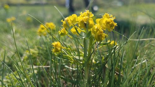 Close-up of yellow flowering plant on field