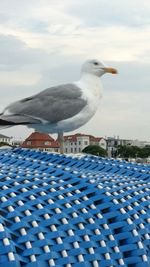 Seagull perching against sky