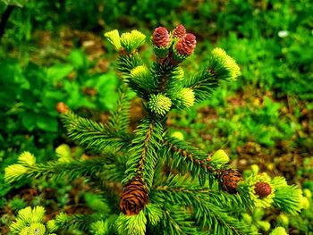 Close-up of pine tree