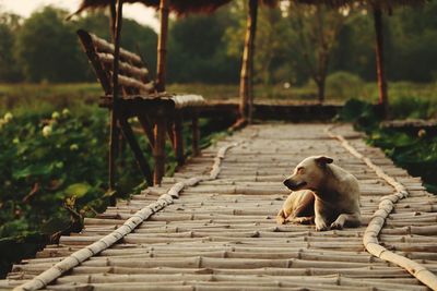 Monkey on wood against trees