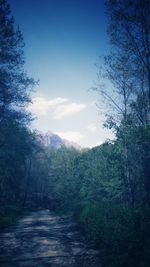 Road amidst trees in forest against sky