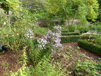 Flowers growing on grass