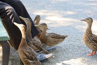 Flock of ducks on land feeding