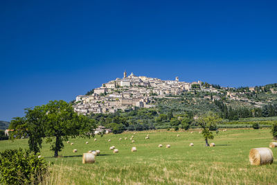 Sheep grazing on field against clear blue sky