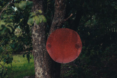 Close-up of red tree trunk in forest