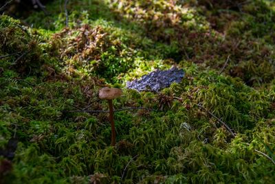 Close-up of mushroom on field